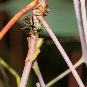 Eurymeloides pulchra at Lawson, ACT - 12 Mar 2025 by AlisonMilton