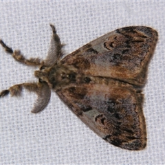 Orgyia australis (Painted Pine Moth) at Weerriba, QLD - 18 Oct 2008 by PJH123