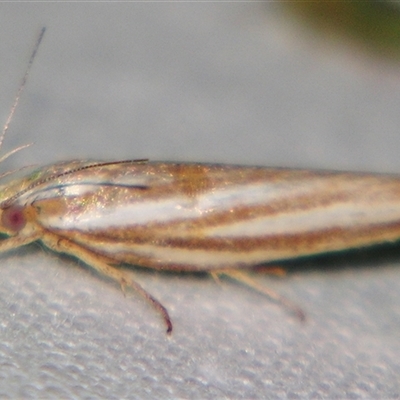 Catoryctis eugramma (Xyloryctidae) at Weerriba, QLD - 18 Oct 2008 by PJH123