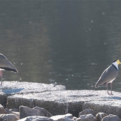 Vanellus miles (Masked Lapwing) at Monash, ACT - 30 May 2025 by AlisonMilton