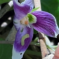 Viola sp. (Violet) at Ulladulla, NSW - Yesterday by Jennybach