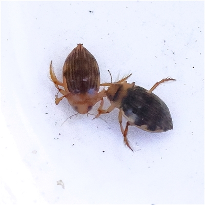 Necterosoma sp. (genus) (A diving beetle) at Bellmount Forest, NSW - 2 Mar 2025 by ConBoekel
