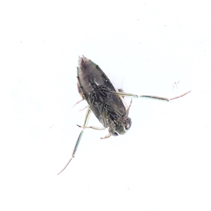 Notonectidae (family) (Backswimmer) at Bellmount Forest, NSW - 2 Mar 2025 by ConBoekel