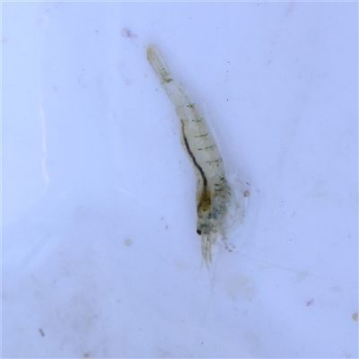 Paratya australiensis (Freshwater Shrimp, Glass Shrimp) at Bellmount Forest, NSW - 2 Mar 2025 by ConBoekel