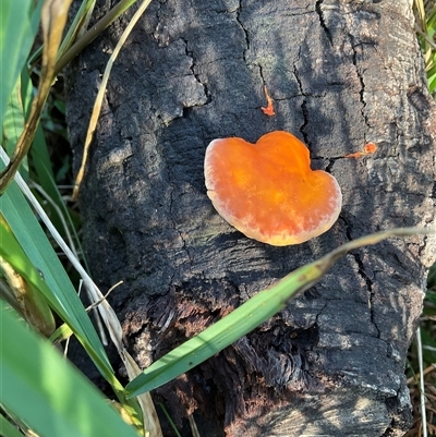 Trametes coccinea (Scarlet Bracket) at Ulladulla, NSW - Yesterday by Jennybach