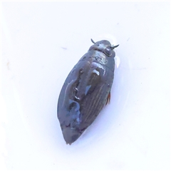 Macrogyrus (genus) (whirligig beetles) at Bellmount Forest, NSW - 2 Mar 2025 by ConBoekel