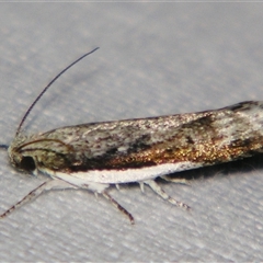 Unverified Curved-horn moth (all Gelechioidea except Oecophoridae) at Weerriba, QLD - 18 Oct 2008 by PJH123