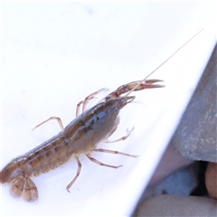 Cherax destructor (Common Yabby) at Bellmount Forest, NSW - 2 Mar 2025 by ConBoekel