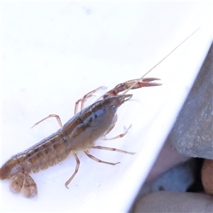 Cherax destructor at Bellmount Forest, NSW - 2 Mar 2025 by ConBoekel