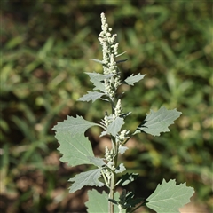 Chenopodium album (Fat Hen) at Gundaroo, NSW - 2 Mar 2025 by ConBoekel