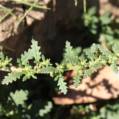Dysphania pumilio (Small Crumbweed) at Bellmount Forest, NSW - 2 Mar 2025 by ConBoekel