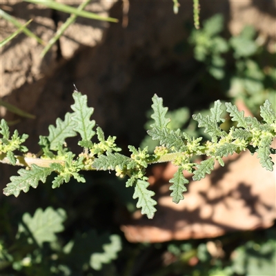 Dysphania pumilio (Small Crumbweed) at Bellmount Forest, NSW - 2 Mar 2025 by ConBoekel