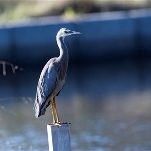 Egretta novaehollandiae at Monash, ACT - 30 May 2025 by AlisonMilton