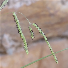 Paspalum dilatatum (Paspalum) at Bellmount Forest, NSW - 2 Mar 2025 by ConBoekel