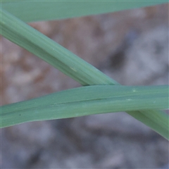 Paspalum dilatatum at Bellmount Forest, NSW - 2 Mar 2025 10:09 AM