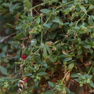 Einadia nutans (Climbing Saltbush) at Bellmount Forest, NSW - 2 Mar 2025 by ConBoekel