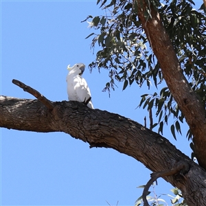 Cacatua galerita at Bellmount Forest, NSW - 2 Mar 2025 by ConBoekel