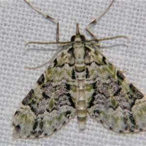 Unverified Geometer moth (Geometridae) at Weerriba, QLD - 18 Oct 2008 by PJH123