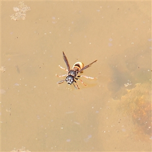 Unverified Wasp (Hymenoptera, Apocrita) at Bellmount Forest, NSW - 2 Mar 2025 by ConBoekel