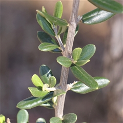 Olea europaea (Common Olive) at Bellmount Forest, NSW - 2 Mar 2025 by ConBoekel