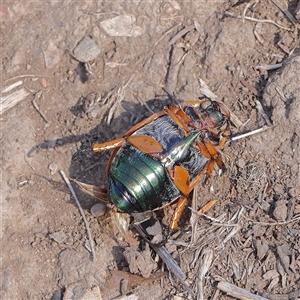 Unverified Beetle (Coleoptera) at Bellmount Forest, NSW - 2 Mar 2025 by ConBoekel