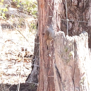 Cormobates leucophaea at Bellmount Forest, NSW - 2 Mar 2025 by ConBoekel