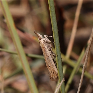 Faveria tritalis at Bellmount Forest, NSW - 2 Mar 2025 by ConBoekel