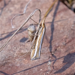 Hednota bivittella (A Crambid moth (Crambinae) at Bellmount Forest, NSW - 2 Mar 2025 by ConBoekel