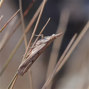 Unverified Moth (Lepidoptera) at Bellmount Forest, NSW - 2 Mar 2025 by ConBoekel