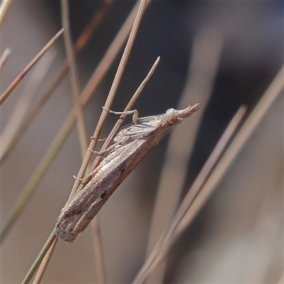 Faveria tritalis (Couchgrass Webworm) at Bellmount Forest, NSW - 2 Mar 2025 by ConBoekel