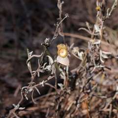 Chrysocephalum apiculatum (Common Everlasting) at Bellmount Forest, NSW - 2 Mar 2025 by ConBoekel