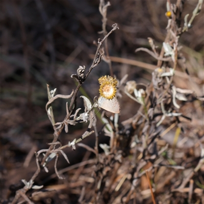 Chrysocephalum apiculatum (Common Everlasting) at Bellmount Forest, NSW - 2 Mar 2025 by ConBoekel