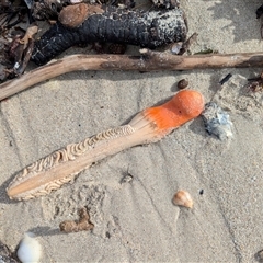 Sarcoptilus grandis (Sea Pen) at Vincentia, NSW - 6 Jun 2025 by JodieR
