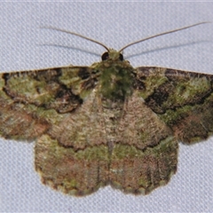 Aeolochroma turneri (Geometrinae) at Weerriba, QLD - 18 Oct 2008 by PJH123
