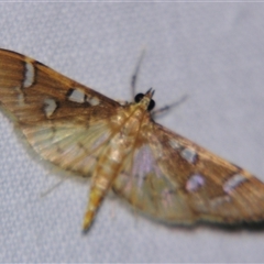 Unverified Pyralid or Snout Moth (Pyralidae & Crambidae) at Weerriba, QLD - 18 Oct 2008 by PJH123