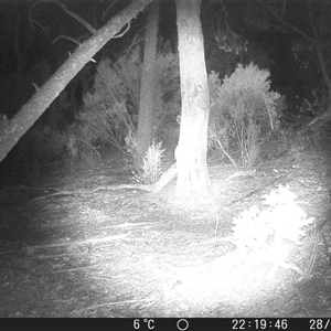 Trichosurus vulpecula at Crowther, NSW - 28 May 2025 by Frecko