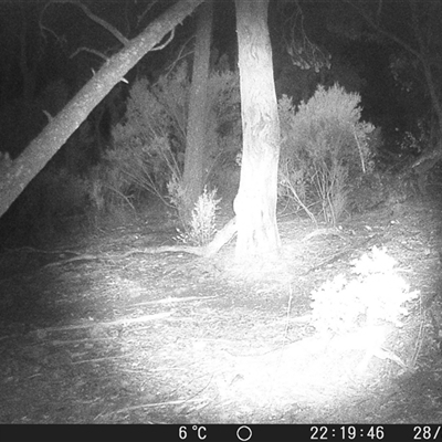 Trichosurus vulpecula (Common Brushtail Possum) at Crowther, NSW - 28 May 2025 by Frecko