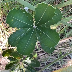 Banksia integrifolia subsp. integrifolia (Coast Banksia) at Ulladulla, NSW - Yesterday by Jennybach