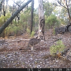 Macropus giganteus (Eastern Grey Kangaroo) at Crowther, NSW - 29 May 2025 by Frecko