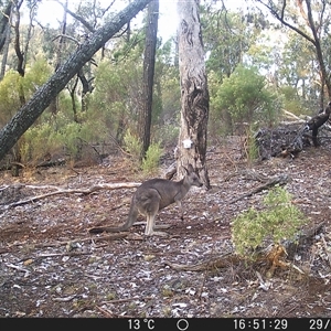 Macropus giganteus (Eastern Grey Kangaroo) at Crowther, NSW - 29 May 2025 by Frecko