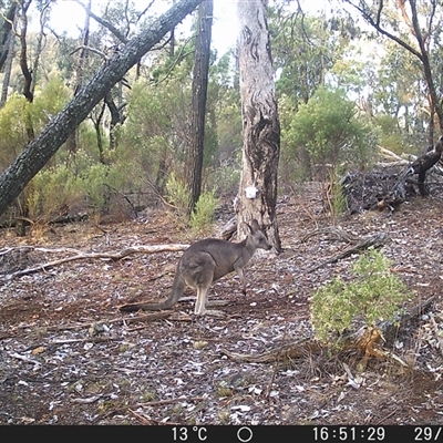 Macropus giganteus (Eastern Grey Kangaroo) at Crowther, NSW - 29 May 2025 by Frecko