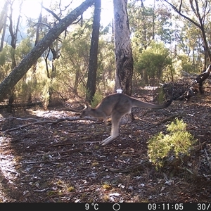 Macropus giganteus (Eastern Grey Kangaroo) at Crowther, NSW - 30 May 2025 by Frecko