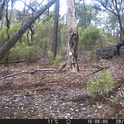 Macropus giganteus (Eastern Grey Kangaroo) at Crowther, NSW - 28 May 2025 by Frecko