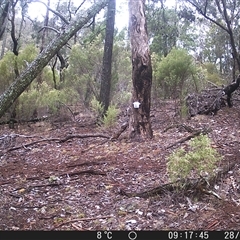Macropus giganteus (Eastern Grey Kangaroo) at Crowther, NSW - 28 May 2025 by Frecko