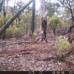 Macropus giganteus (Eastern Grey Kangaroo) at Crowther, NSW - 27 May 2025 by Frecko