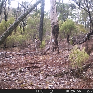 Macropus giganteus (Eastern Grey Kangaroo) at Crowther, NSW - 27 May 2025 by Frecko