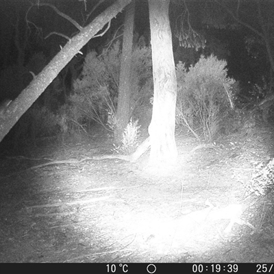 Pseudocheirus peregrinus (Common Ringtail Possum) at Crowther, NSW - 25 May 2025 by Frecko