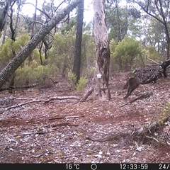 Wallabia bicolor (Swamp Wallaby) at Crowther, NSW - 24 May 2025 by Frecko