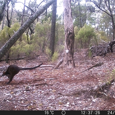 Wallabia bicolor (Swamp Wallaby) at Crowther, NSW - 24 May 2025 by Frecko