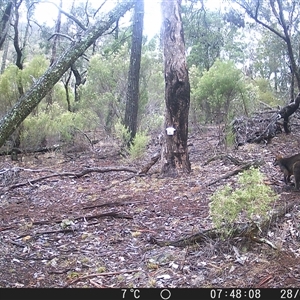 Wallabia bicolor (Swamp Wallaby) at Crowther, NSW - 28 May 2025 by Frecko